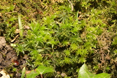 Plagiomnium undulatum