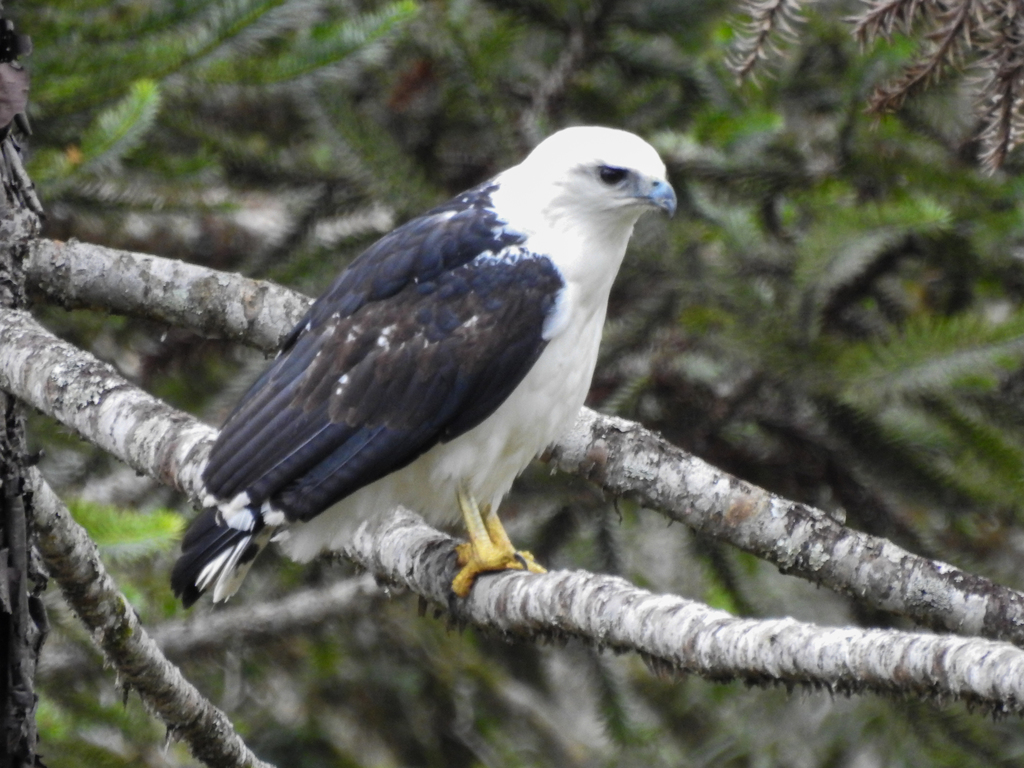 Mantled Hawk (Pseudastur polionotus) photo