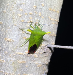 Acanthosoma laevicorne