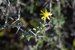 Osteospermum spinescens