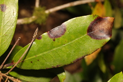 Septoria rhododendri