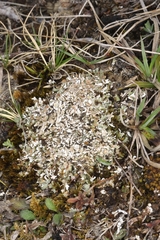 Cladonia symphycarpa