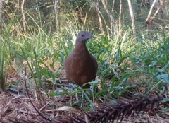 Crypturellus obsoletus