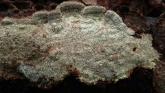 Dentocorticium portoricense