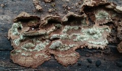 Dentocorticium portoricense