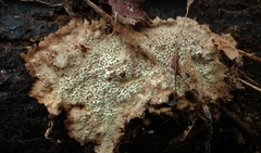 Dentocorticium portoricense