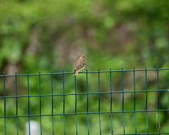 Carpodacus
