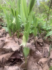 Uvularia floridana