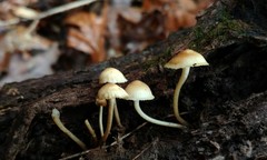 Mycena aprilis