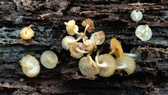 Mycena aprilis