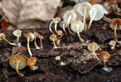 Mycena aprilis