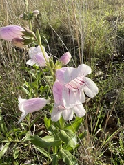 Physostegia angustifolia