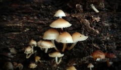 Mycena aprilis