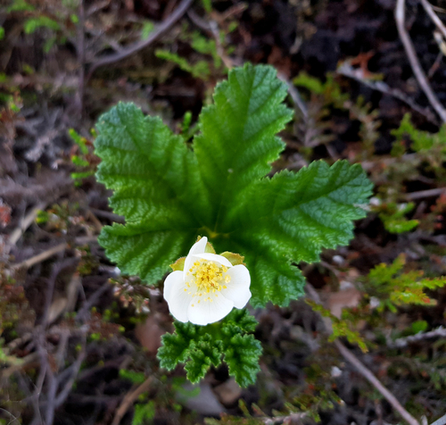 cloudberry