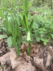 Uvularia floridana