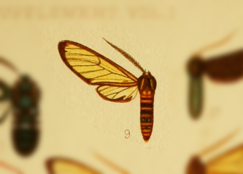 Isanthrene atrizonata