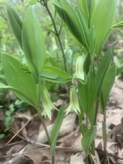 Uvularia floridana