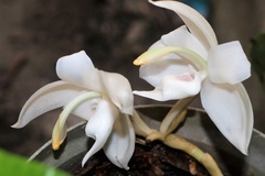 Stanhopea candida