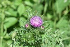 Carduus crispus