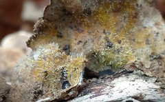 Sphaerostilbella aurifila