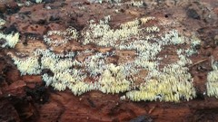 Mucronella calva aggregata