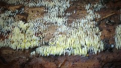 Mucronella calva aggregata