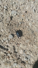 Anoplotrupes stercorosus