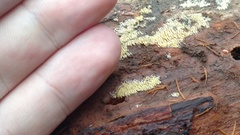 Mucronella calva aggregata