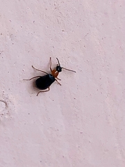 Hypebaeus flavicollis