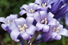 Hyacinthoides non-scripta