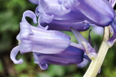 Hyacinthoides non-scripta