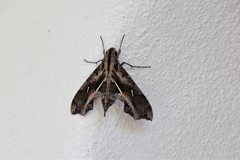 Hemeroplanes triptolemus