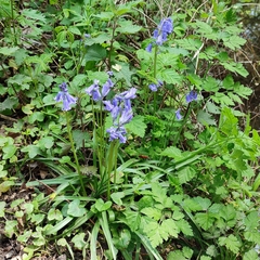 Hyacinthoides non-scripta
