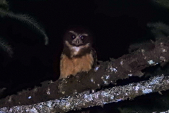 Pulsatrix koeniswaldiana