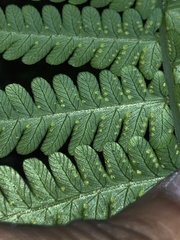 Amauropelta amambayensis