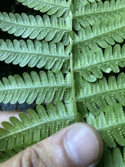 Amauropelta amambayensis