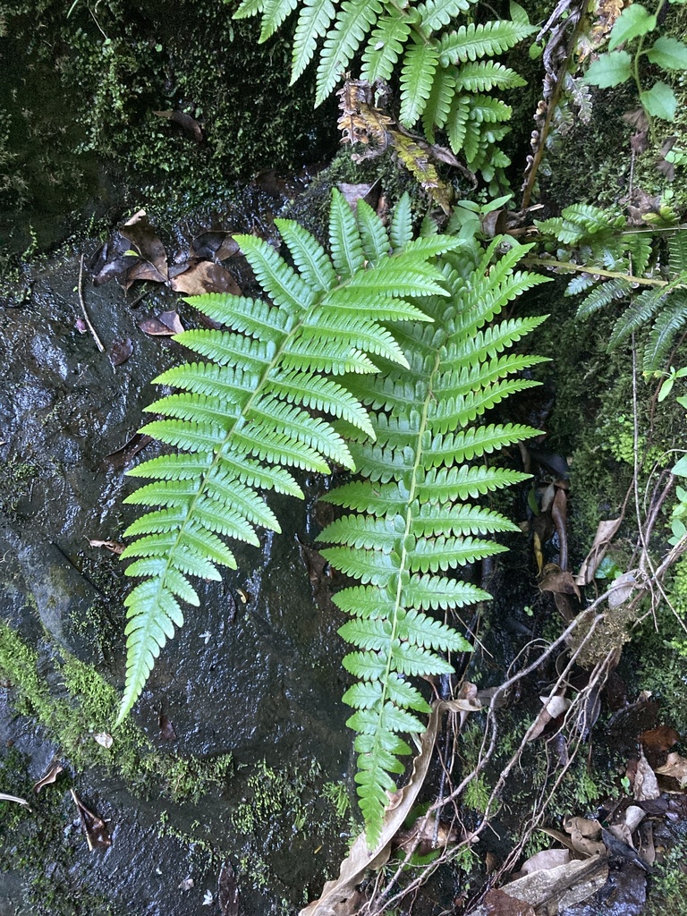Amauropelta amambayensis