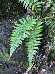 Amauropelta amambayensis