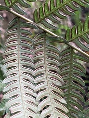 Pteris deflexa