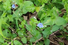 Veronica chamaedrys