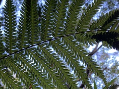 Pteris deflexa