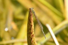 Pseudocopera rubripes