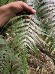 Pteris deflexa