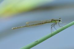 Pseudocopera rubripes