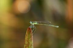 Pseudocopera rubripes