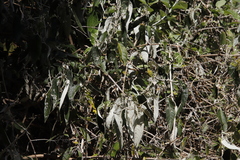 Buddleja madagascariensis