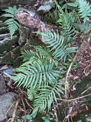 Pteris deflexa