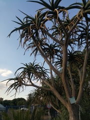 Aloidendron