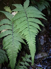Pteris deflexa