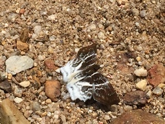 Odontoptilum pygela